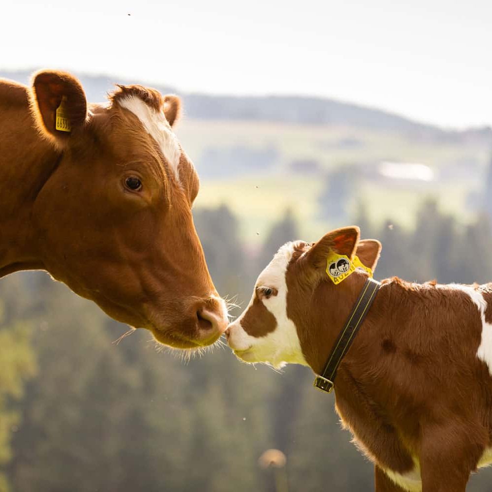 Glückliche Kühe aus Mutter-Kalb-Haltung (MuKa)